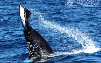 Experience An Exhilarating Cruise to See the Whales!