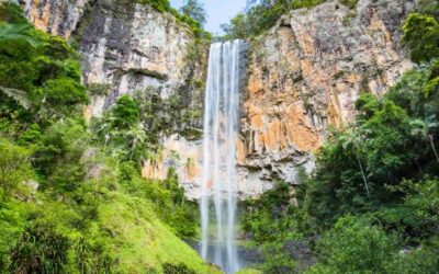 Discover the Best Gold Coast Hinterland Day Trips